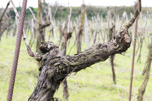 Vigna02